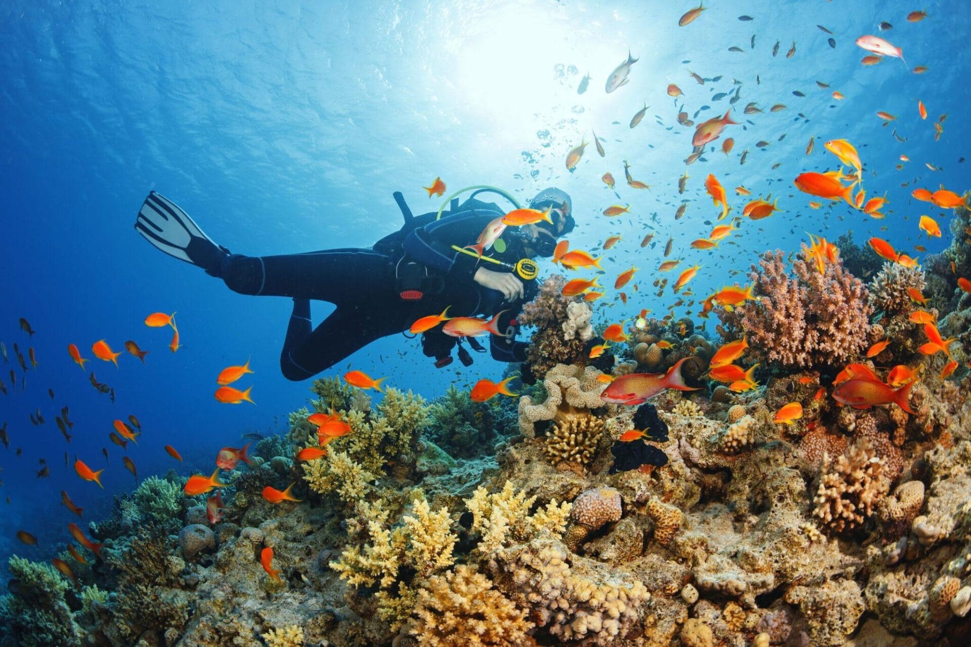 Scuba Diving Hotspots: Exploring Underwater Wonders