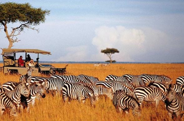 Wildlife Safaris: Top Spots for Animal Encounters