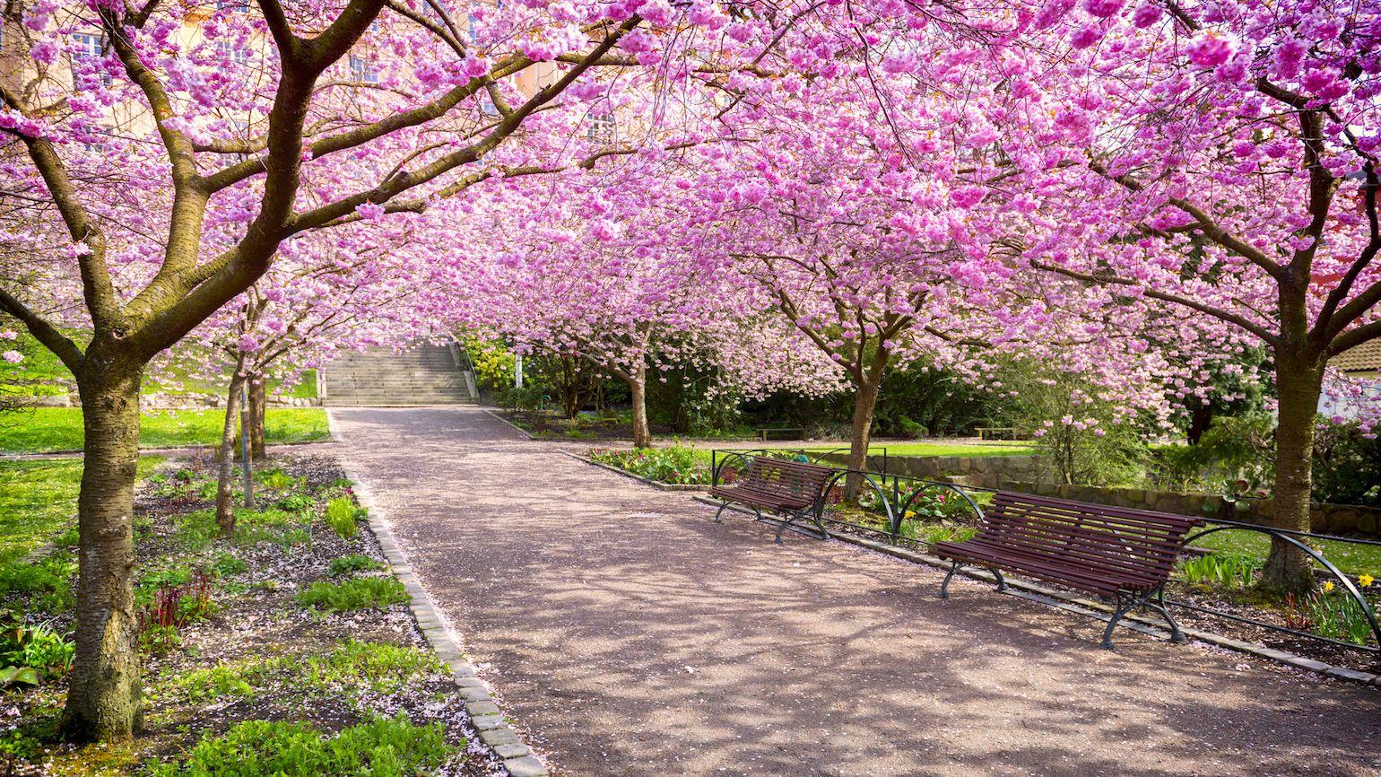 Spring Blossoms and ‌Cherry Blossom Festivals: Ideal Time to Visit Japan