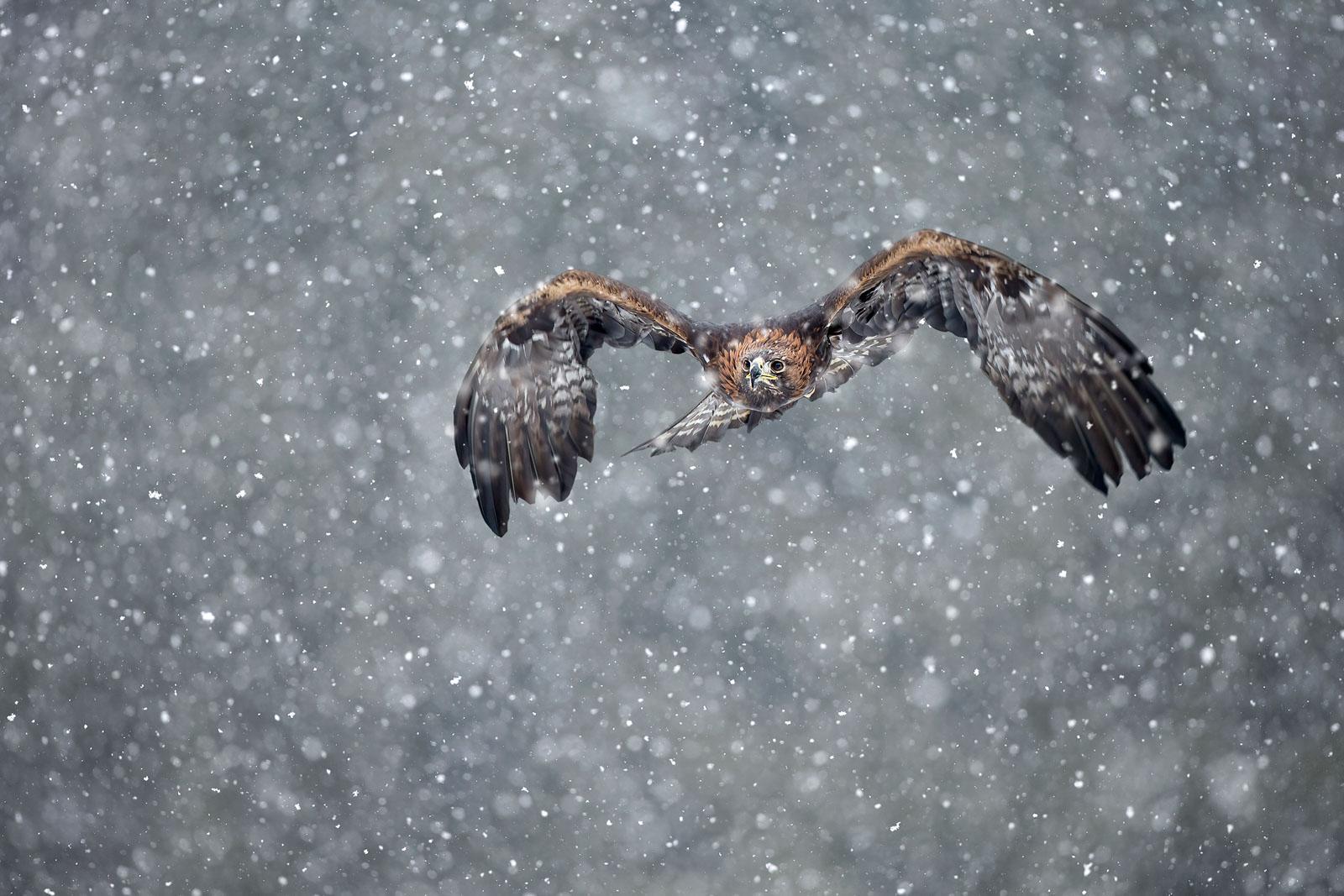 Utilizing​ Light and Weather Conditions ‌to Enhance Wildlife ‍Photographs